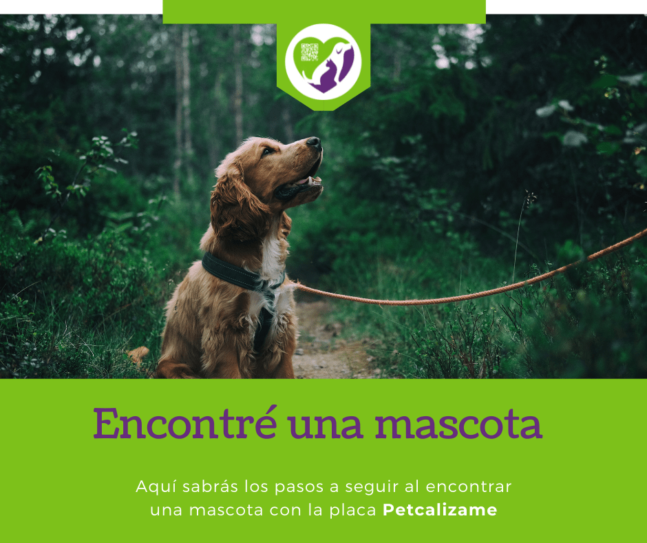 ¿encontre una mascota?